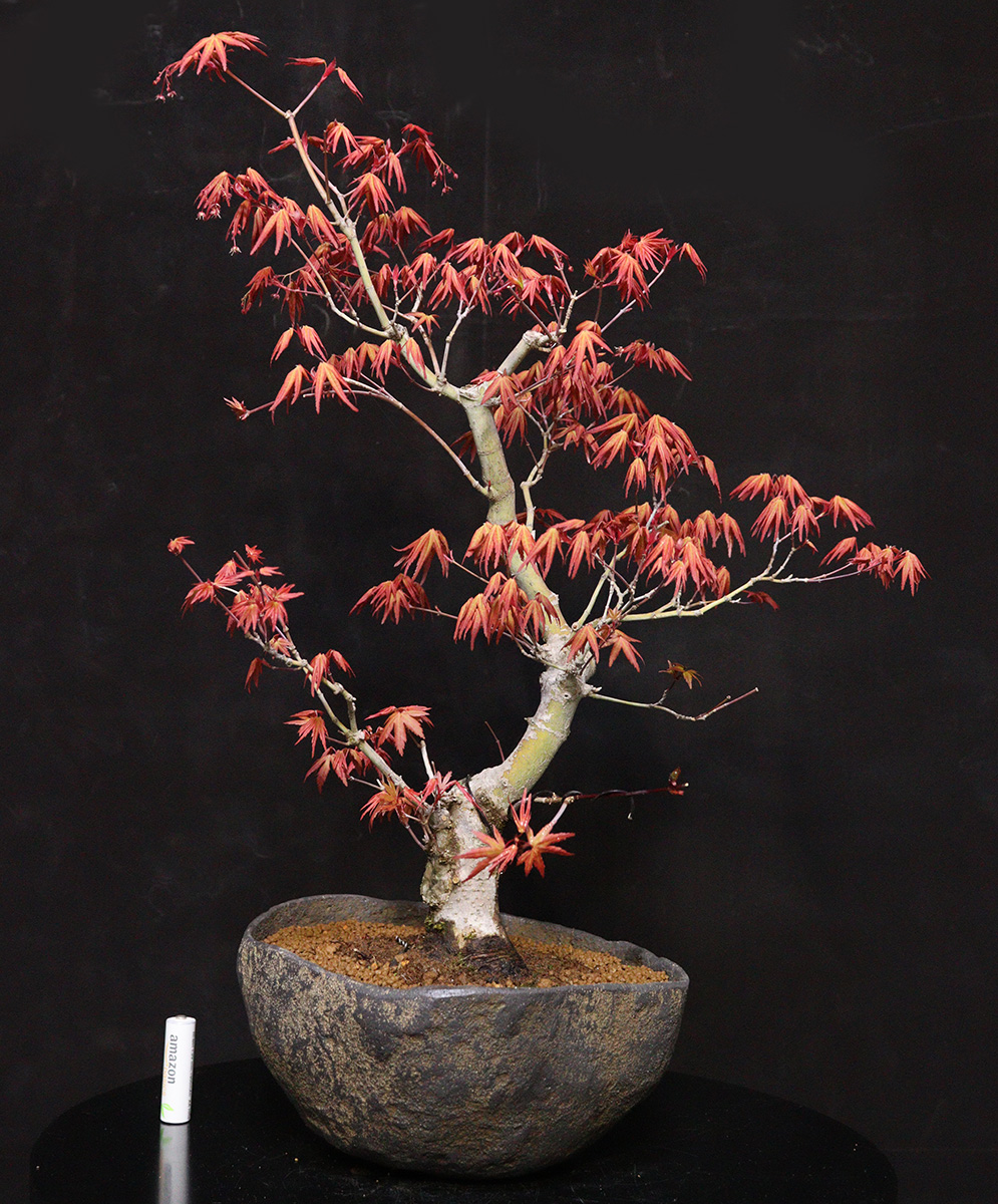 赤芽 紅葉 【紅千鳥】盆栽 (140サイズ)