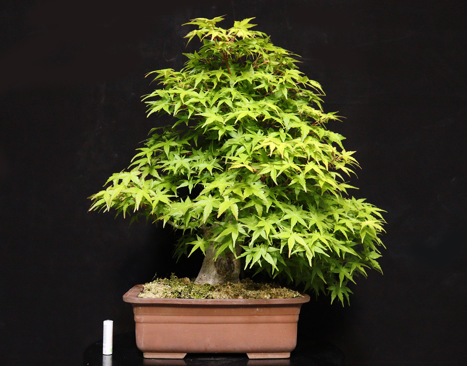 オレンジ色の新芽 【桂紅葉】極太幹 盆栽 (160サイズ)